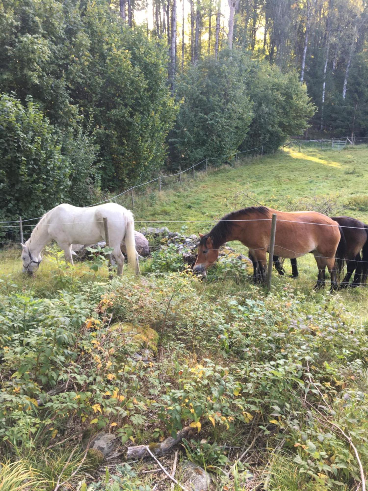 Henneviken Bnb Ed Экстерьер фото
